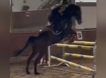 German Riding Pony, Gelding, 11 years, 14,2 hh, Bay-Dark