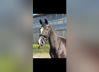 German Riding Pony, Gelding, 11 years, 14,2 hh, Black