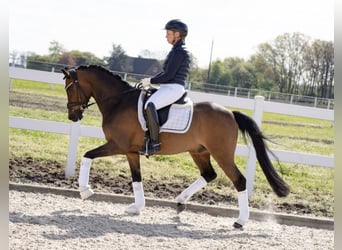 German Riding Pony, Gelding, 11 years, 14,2 hh, Brown