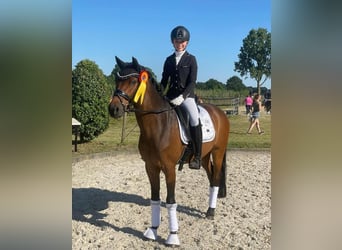 German Riding Pony, Gelding, 11 years, 14,2 hh, Brown