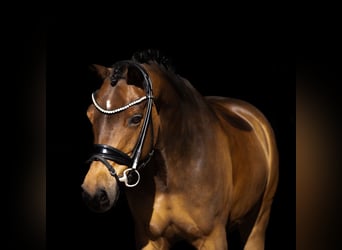 German Riding Pony, Gelding, 11 years, 14,2 hh, Brown