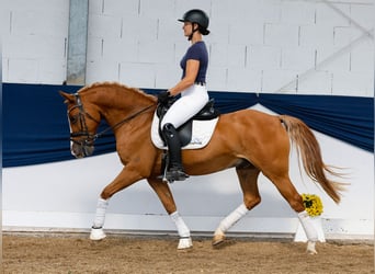 German Riding Pony, Gelding, 11 years, 14,2 hh, Chestnut-Red