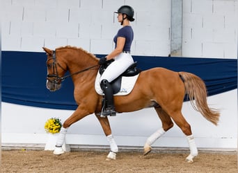 German Riding Pony, Gelding, 11 years, 14,2 hh, Chestnut-Red