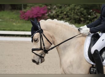 German Riding Pony, Gelding, 11 years, 14,2 hh, Palomino