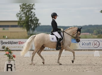 German Riding Pony, Gelding, 11 years, 14,2 hh, Palomino