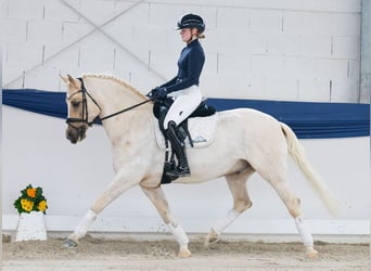 German Riding Pony, Gelding, 11 years, 14,2 hh, Palomino