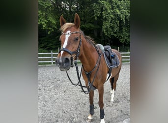 German Riding Pony, Gelding, 11 years, 15.1 hh, Chestnut-Red