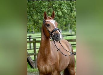 German Riding Pony, Gelding, 11 years, 15.2 hh, Chestnut