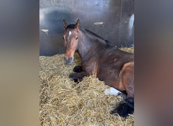 German Riding Pony, Gelding, 11 years, 15 hh, Bay-Dark