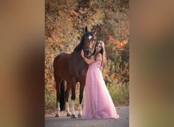 German Riding Pony, Gelding, 11 years, 15 hh, Brown