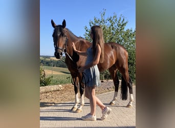 German Riding Pony, Gelding, 11 years, 15 hh, Brown