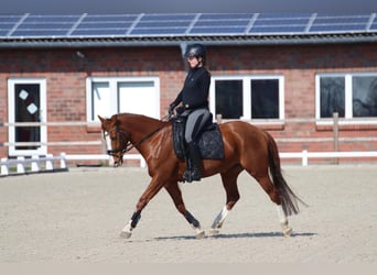 German Riding Pony, Gelding, 11 years, 15 hh, Chestnut-Red