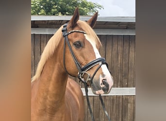 German Riding Pony, Gelding, 11 years, 15 hh, Chestnut-Red