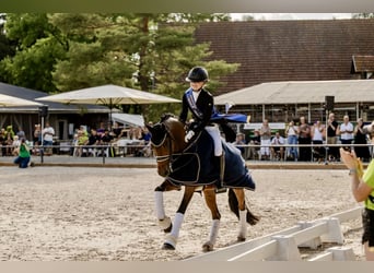 German Riding Pony, Gelding, 11 years, 15,1 hh, Brown