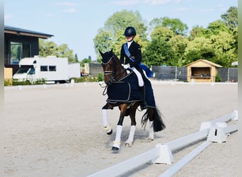German Riding Pony, Gelding, 11 years, 15,1 hh, Brown