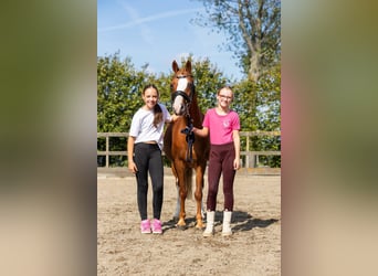 German Riding Pony, Gelding, 12 years, 13,1 hh, Chestnut-Red