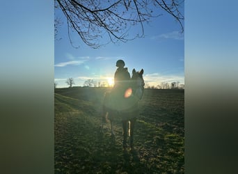 German Riding Pony, Gelding, 12 years, 13,1 hh, Chestnut-Red