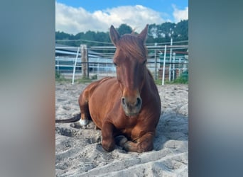 German Riding Pony, Gelding, 12 years, 13.1 hh, Chestnut-Red
