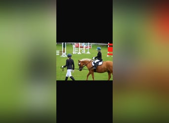 German Riding Pony Mix, Gelding, 12 years, 13.1 hh, Palomino