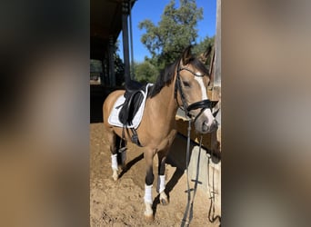 German Riding Pony, Gelding, 12 years, 13,2 hh, Dun