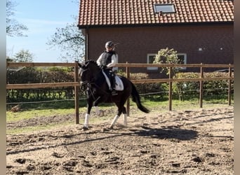 German Riding Pony, Gelding, 12 years, 14.1 hh, Black