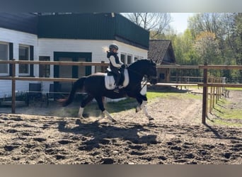 German Riding Pony, Gelding, 12 years, 14.1 hh, Black