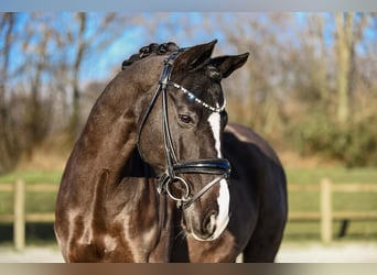 German Riding Pony, Gelding, 12 years, 14.1 hh, Black