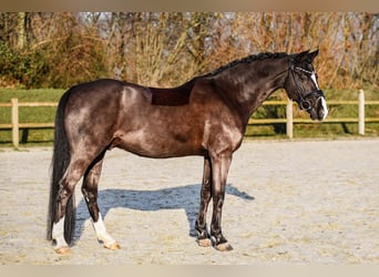 German Riding Pony, Gelding, 12 years, 14.1 hh, Black