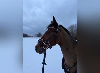 German Riding Pony, Gelding, 12 years, 14.1 hh, Brown