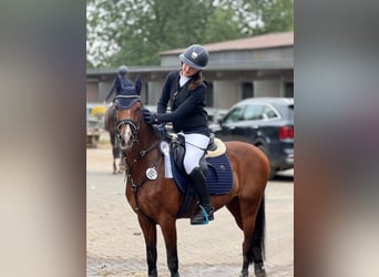 German Riding Pony, Gelding, 12 years, 14.1 hh, Brown