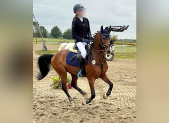 German Riding Pony, Gelding, 12 years, 14.1 hh, Brown