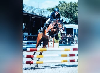 German Riding Pony, Gelding, 12 years, 14.1 hh, Brown