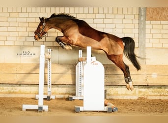 German Riding Pony, Gelding, 12 years, 14.1 hh, Brown