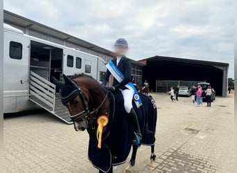 German Riding Pony, Gelding, 12 years, 14.1 hh, Brown