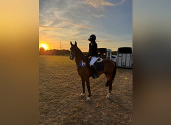 German Riding Pony, Gelding, 12 years, 14.1 hh, Brown