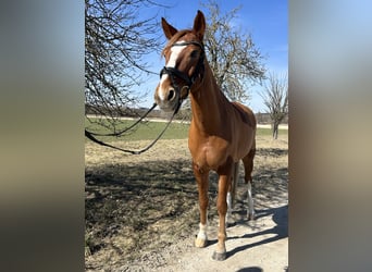 German Riding Pony, Gelding, 12 years, 14,1 hh, Chestnut-Red