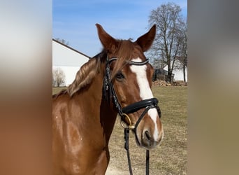 German Riding Pony, Gelding, 12 years, 14,1 hh, Chestnut-Red