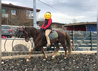 German Riding Pony, Gelding, 12 years, 14.1 hh, Chestnut-Red