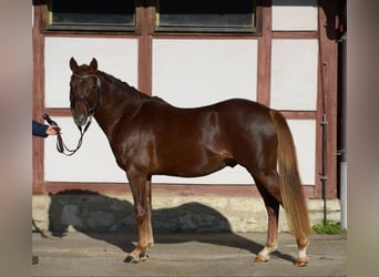 German Riding Pony, Gelding, 12 years, 14.1 hh, Chestnut-Red