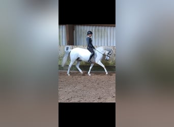 German Riding Pony, Gelding, 12 years, 14.1 hh, Gray