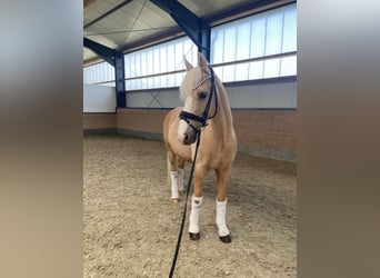 German Riding Pony, Gelding, 12 years, 14.1 hh, Palomino