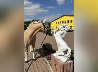 German Riding Pony, Gelding, 12 years, 14.1 hh, Palomino
