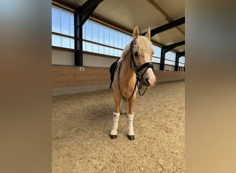 German Riding Pony, Gelding, 12 years, 14.1 hh, Palomino