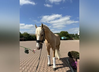 German Riding Pony, Gelding, 12 years, 14.1 hh, Palomino