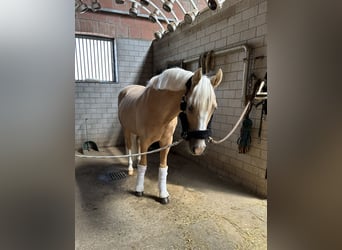 German Riding Pony, Gelding, 12 years, 14.1 hh, Palomino