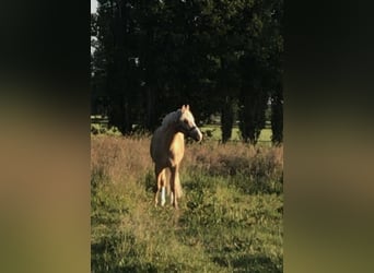 German Riding Pony, Gelding, 12 years, 14.1 hh, Palomino