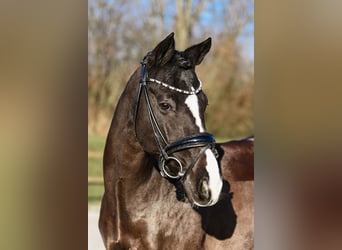 German Riding Pony, Gelding, 12 years, 14.1 hh, Smoky-Black