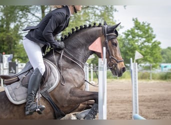 German Riding Pony, Gelding, 12 years, 14.2 hh, Bay-Dark