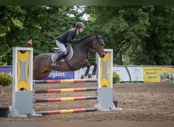 German Riding Pony, Gelding, 12 years, 14.2 hh, Bay-Dark