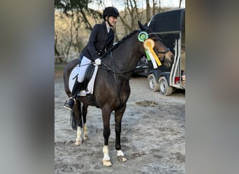 German Riding Pony, Gelding, 12 years, 14.2 hh, Bay-Dark